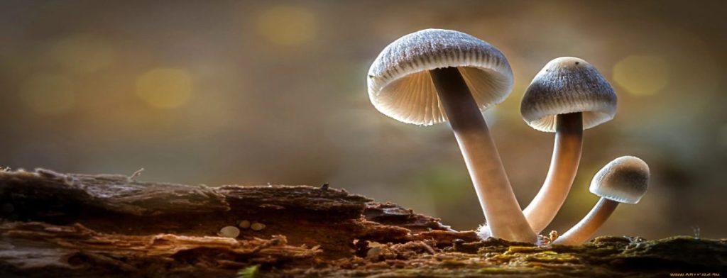Leave the mushroom